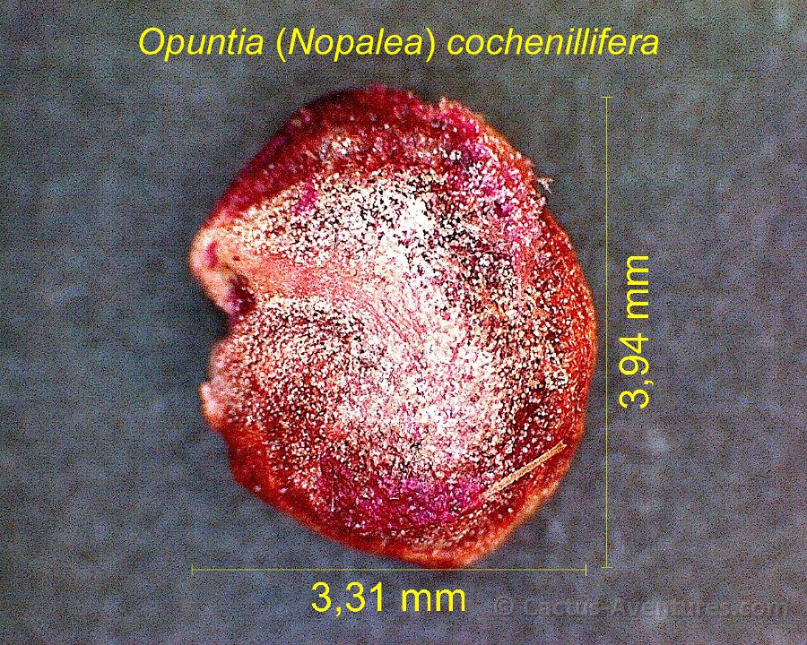 Opuntia (Nopalea) cochenillifera PG 1